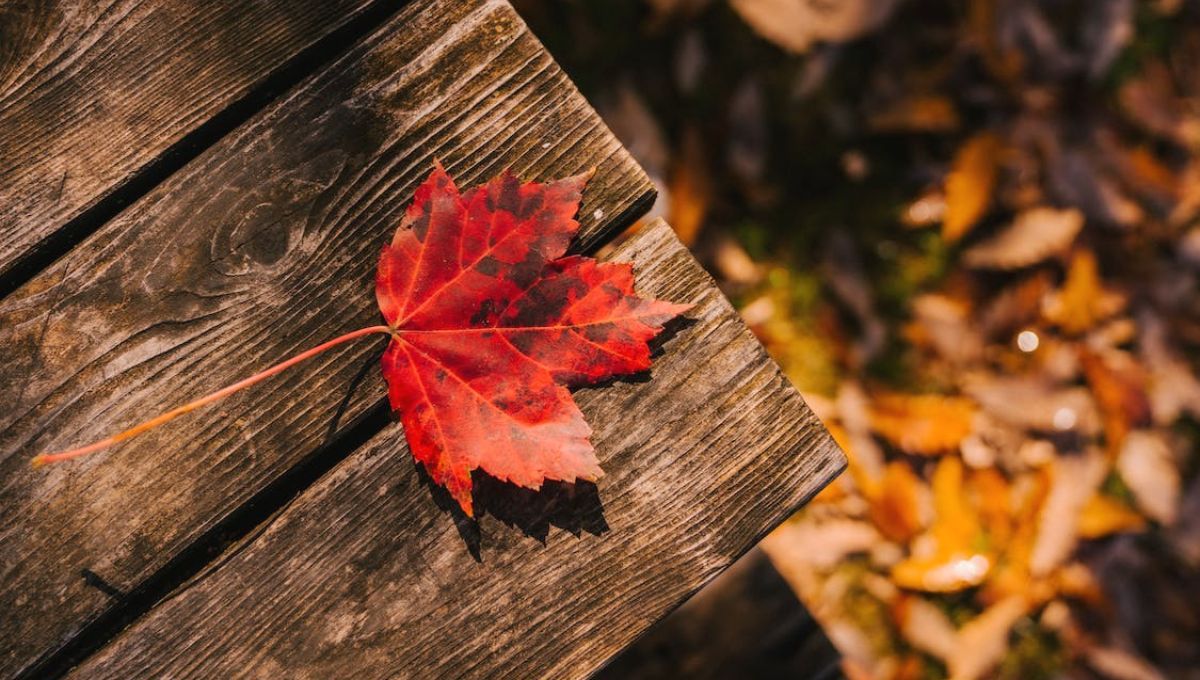 Выходные в ноябре 2022, Украина – календарь, какие дни отдыхаем Выходные в ноябре 2022, Украина – календарь, какие дни отдыхаем