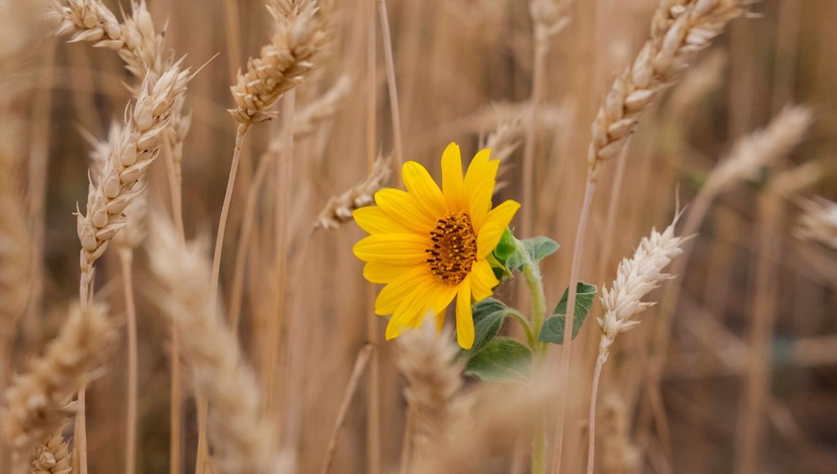 Привітання з Днем українсько писемності та мови 2022 — проза, вірші Привітання з Днем українсько писемності та мови 2022 — проза, вірші