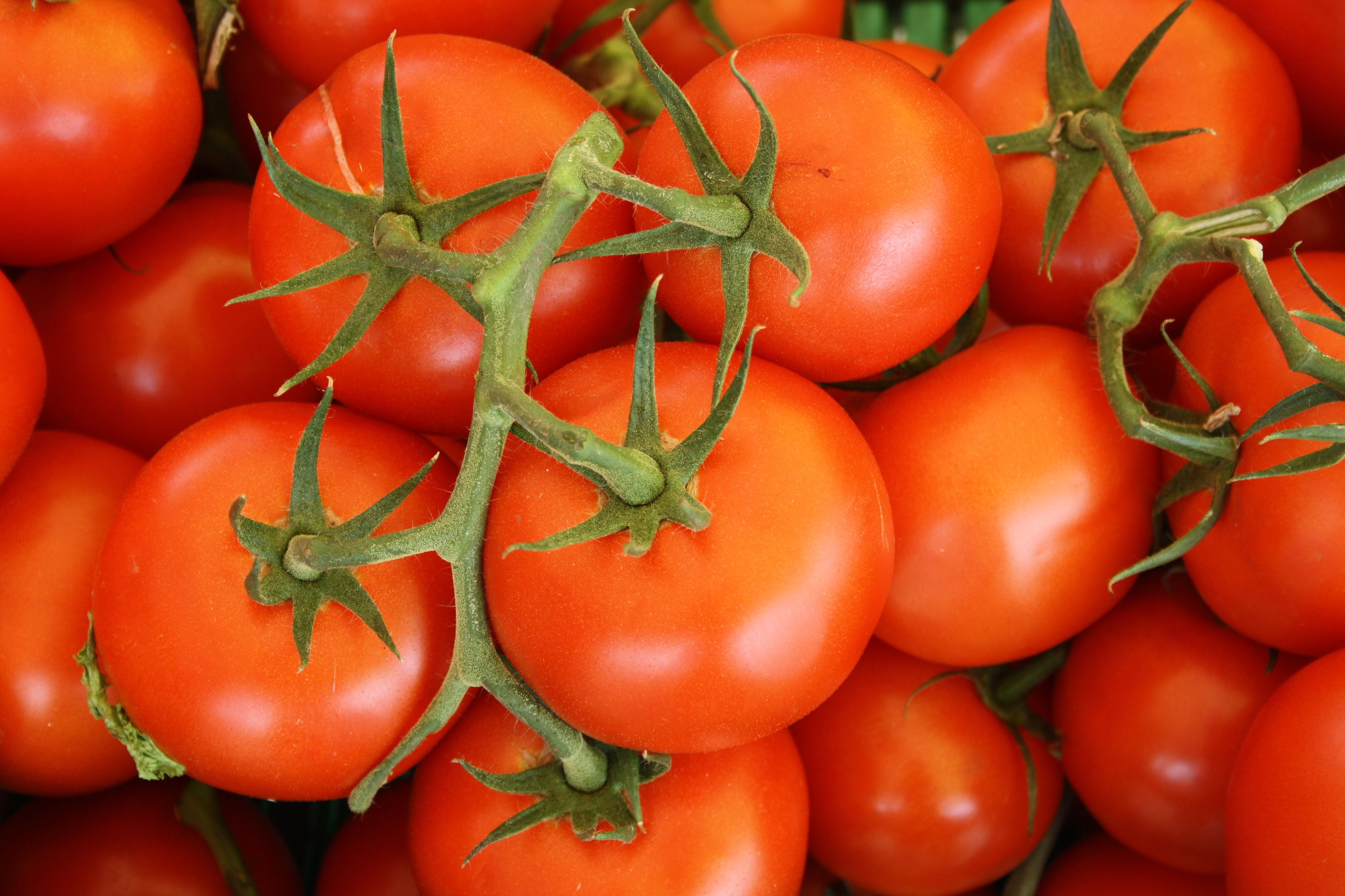 Як посадити помідори на зиму, щоб отримати ранній врожай