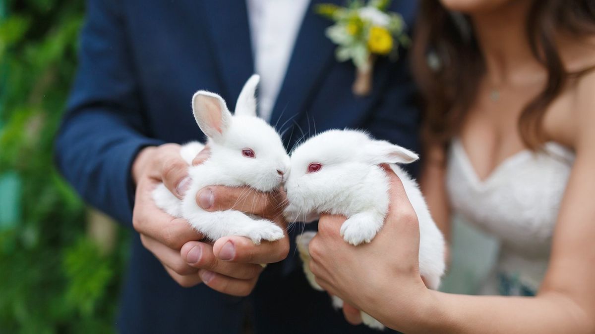 Какие знаки Зодиака ждет свадьба в год Кролика