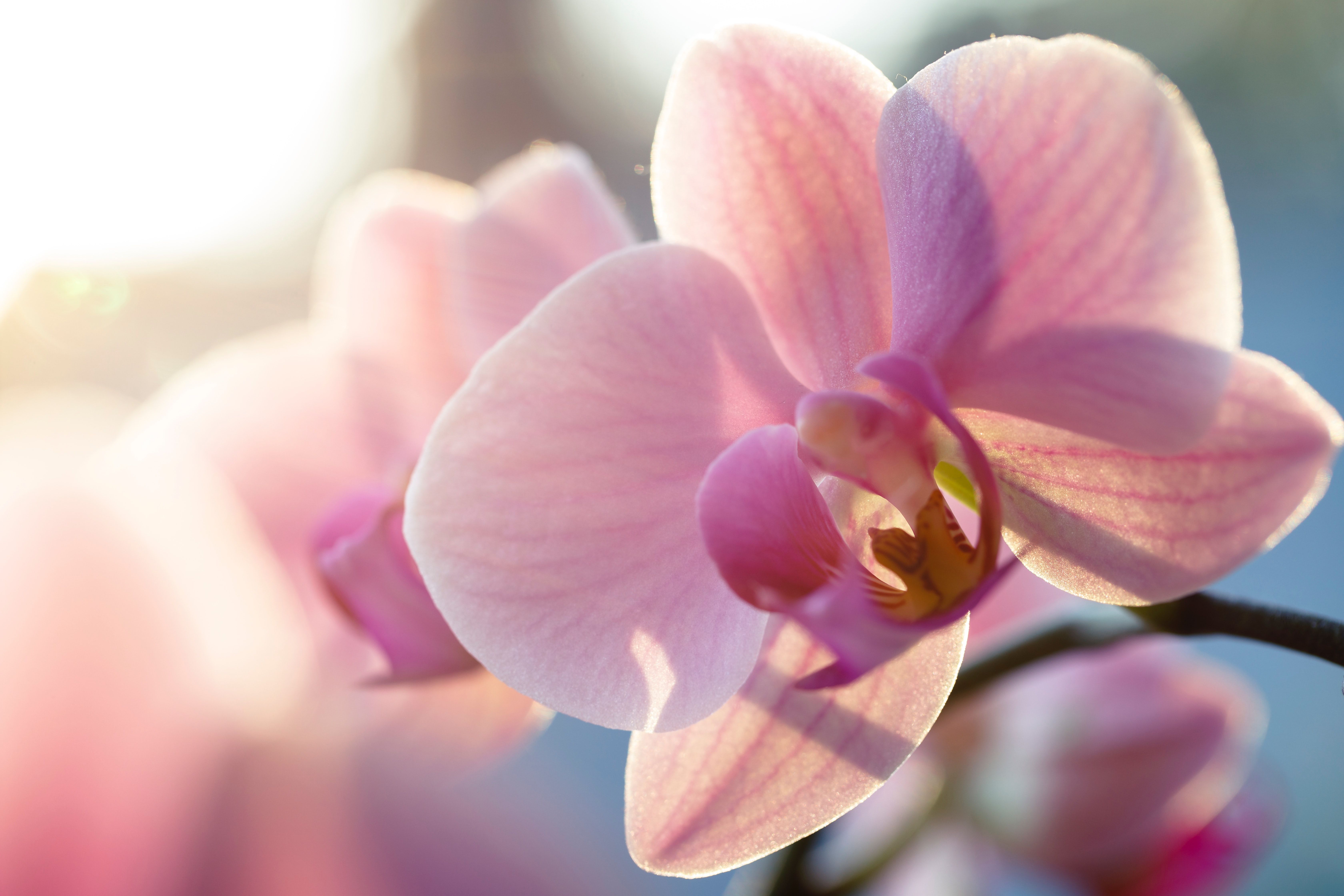 Як доглядати за орхідеями взимку, як поливати рослини, щоб вони не загинули