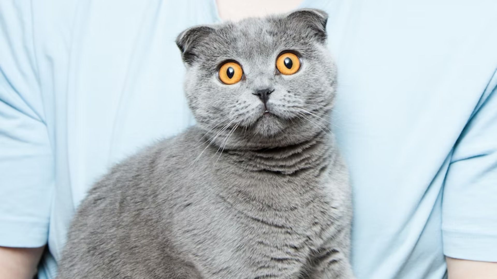 Как собрать тревожный рюкзак для кота, собаки – что туда положить Как собрать тревожный рюкзак для кота, собаки – что туда положить