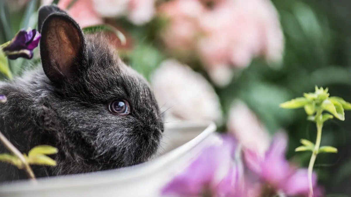 Що підготує Новий 2023 рік знакам Зодіаку Що підготує Новий 2023 рік знакам Зодіаку