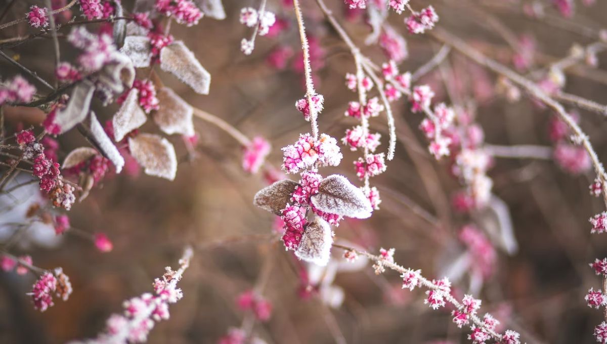 Картинки с Днем Юлии, Ульяны и Юлианы – поздравления с Днем Ангела Картинки с Днем Юлии, Ульяны и Юлианы – поздравления с Днем Ангела