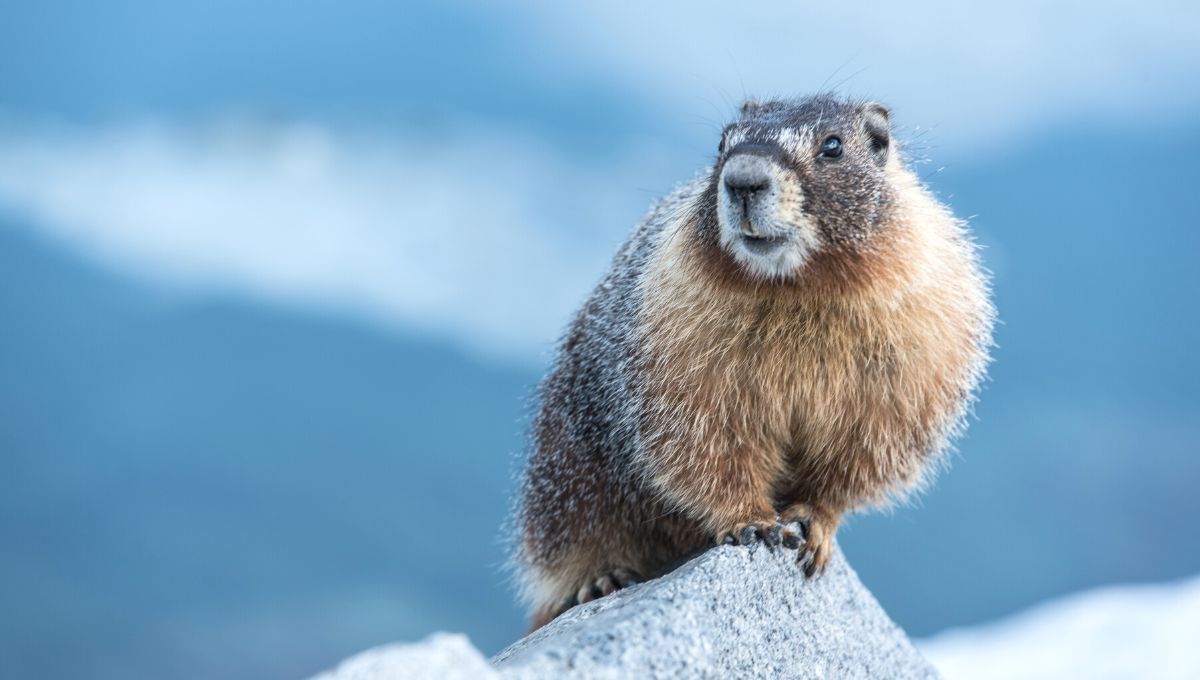 Когда День сурка в Украине - дата, история, традиции праздника, приметы Когда День сурка в Украине - дата, история, традиции праздника, приметы