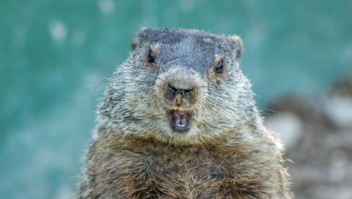 Прогнозы сурка на весну Прогнозы сурка на весну