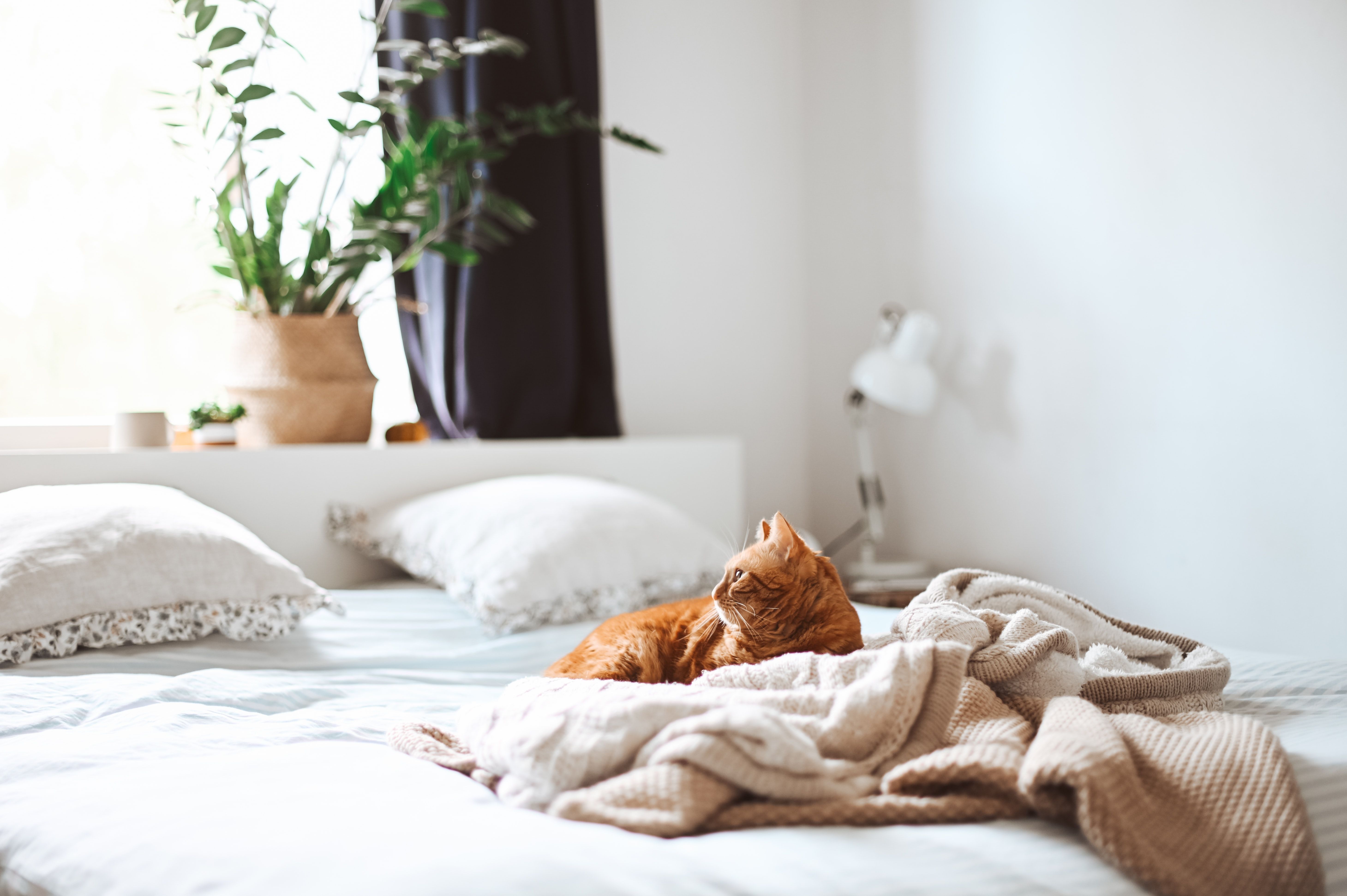 Как забрать запах кошачьей мочи из диванов, кресел и ковров - простые советы