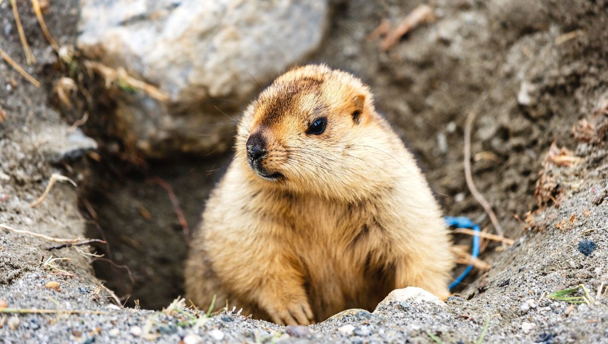 Коли прийде весна у 2023 році до України - прогнози львівських бабаків Коли прийде весна у 2023 році до України - прогнози львівських бабаків