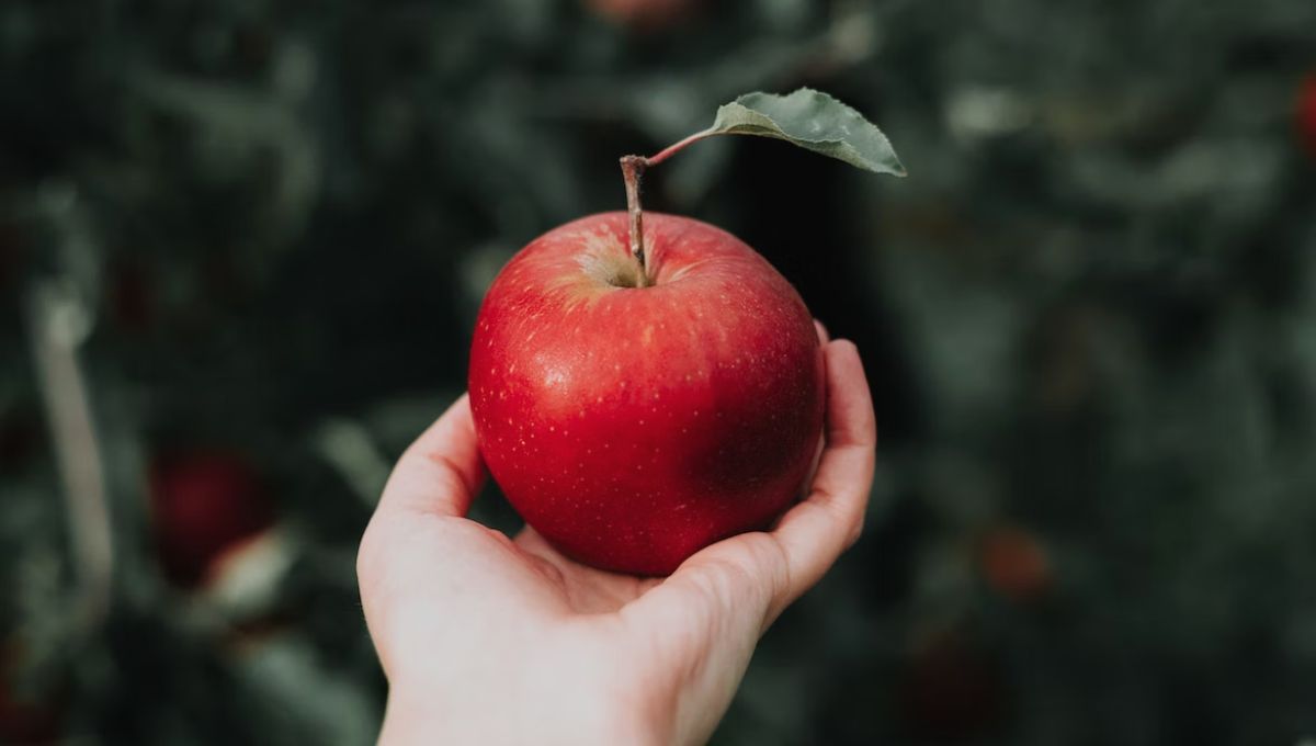 Как хранить яблоки – основные правила