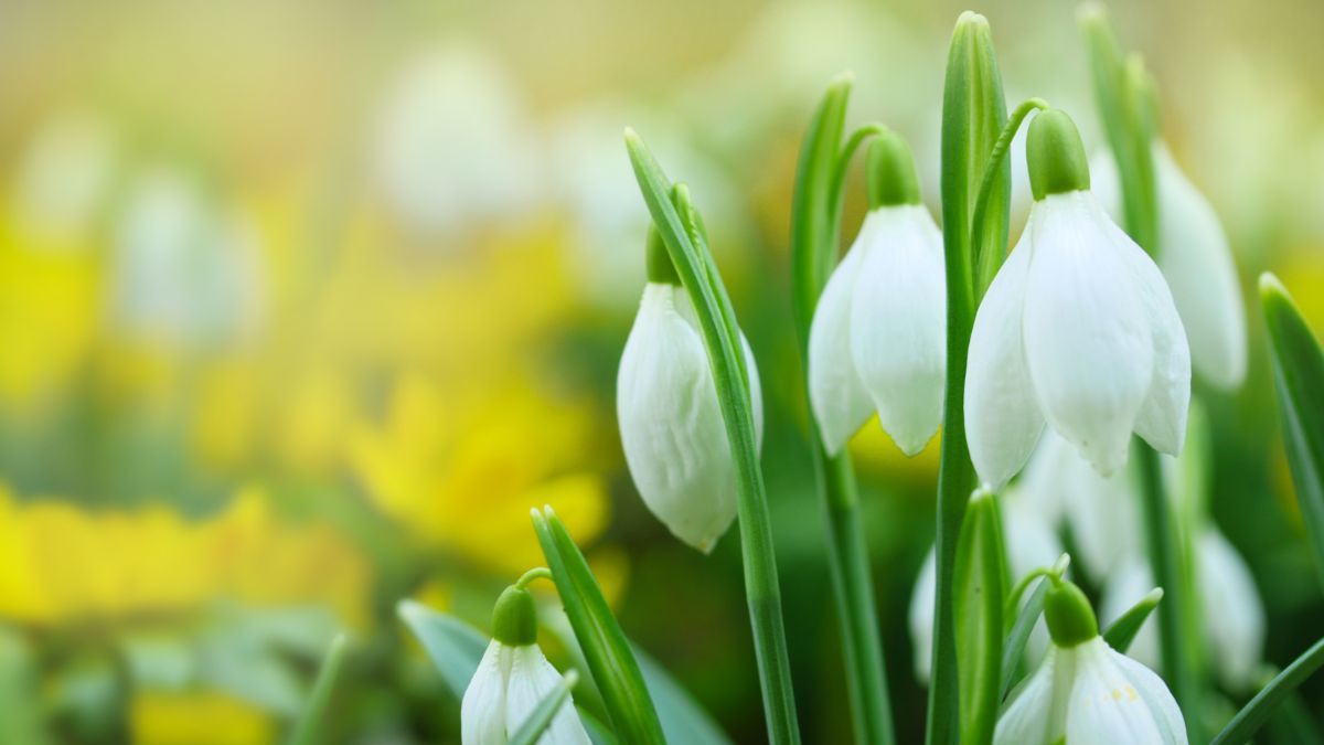 Картинки з першим днем весни - привітання для рідних і близьких Картинки з першим днем весни - привітання для рідних і близьких