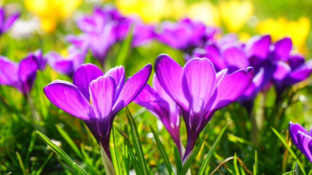 1 березня – привітання та листівки з першим днем весни 1 березня – привітання та листівки з першим днем весни