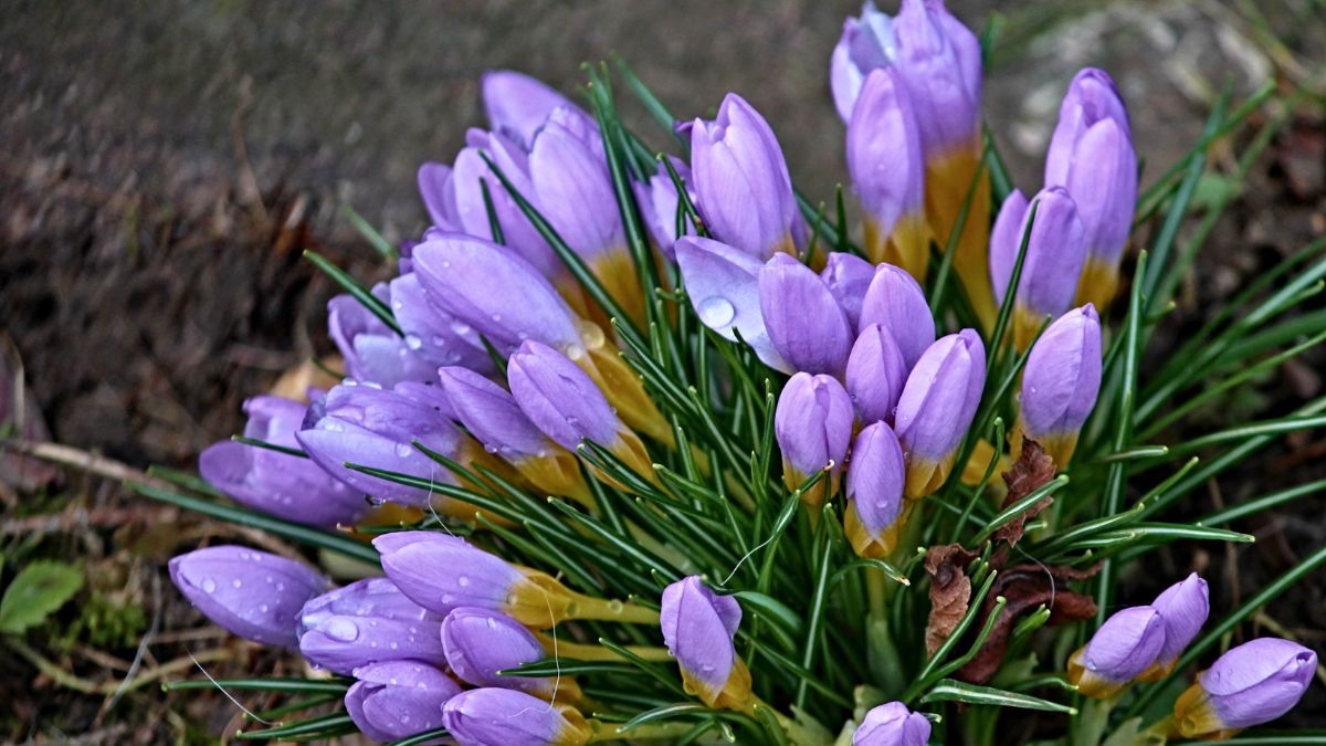 1 марта – поздравления с первым днем весны в прозе и стихах