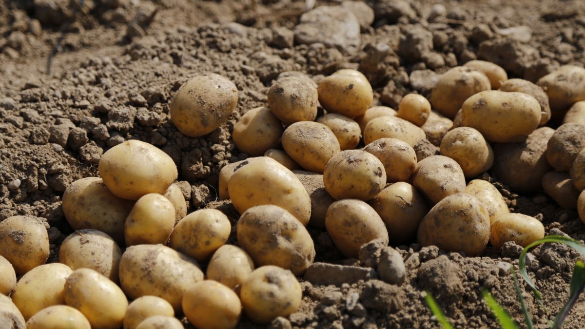 Коли садити картоплю у 2023 році – поради для городу