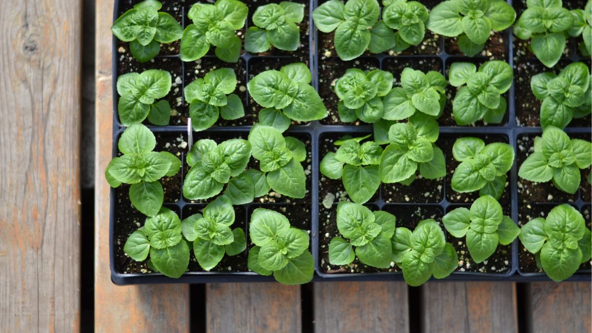 Посівний календар на березень 2023 Посівний календар на березень 2023