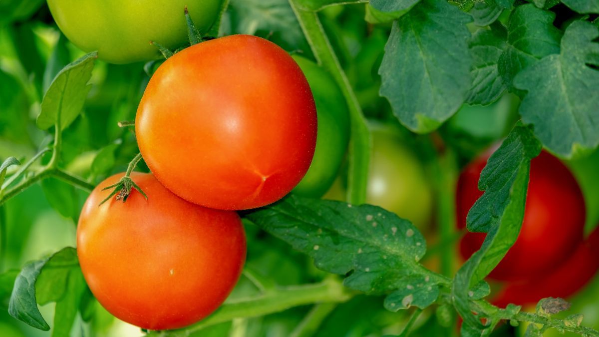 Розсада помідорів - як правильно садити