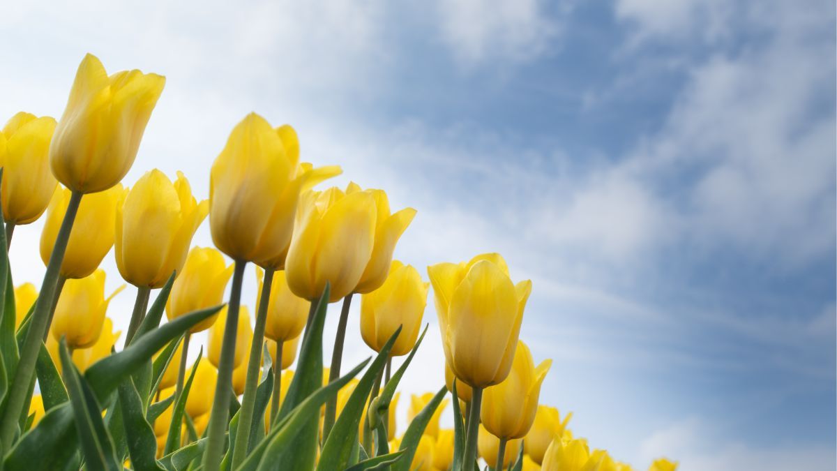 Когда и как правильно сажать тюльпаны весной Когда и как правильно сажать тюльпаны весной