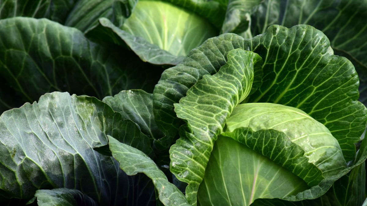 Розсада капусти - коли сіяти та поради, як їх треба садити весною Розсада капусти - коли сіяти та поради, як їх треба садити весною