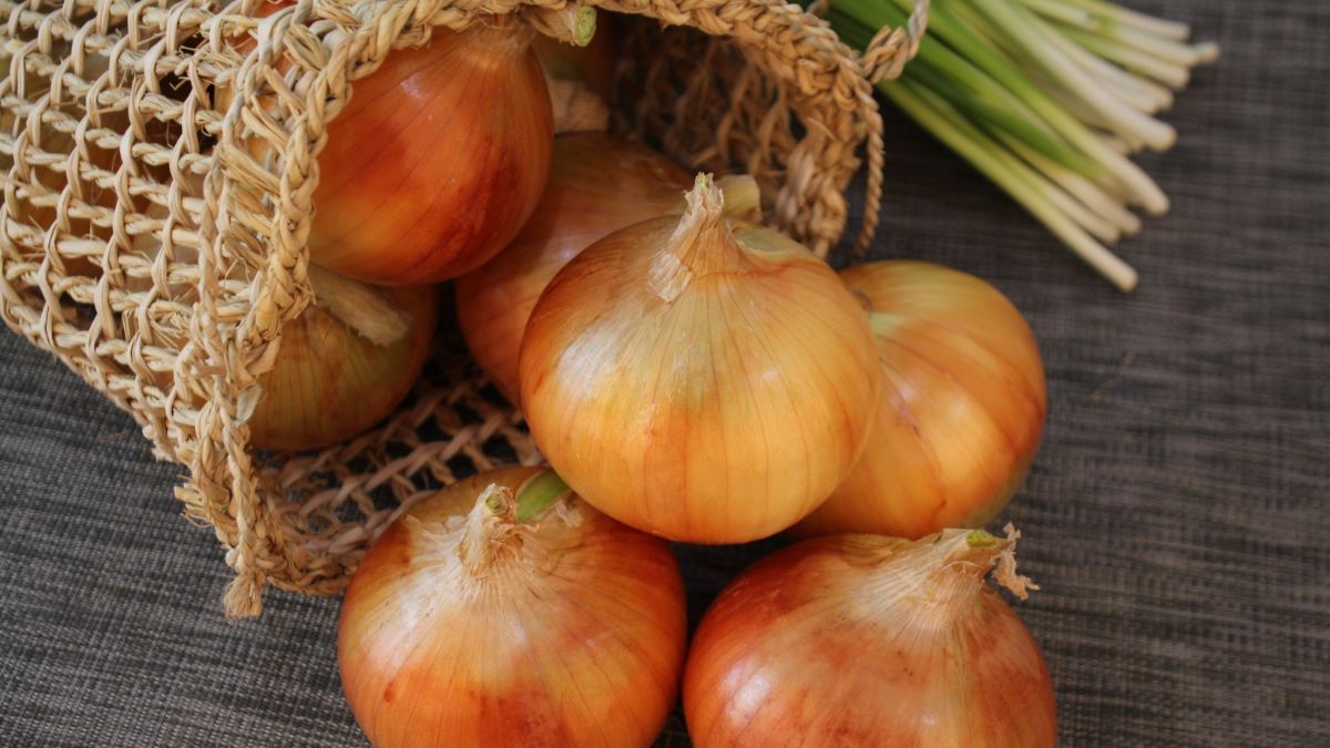 Рассада лука - когда сеять и советы, как его нужно сажать в марте Рассада лука - когда сеять и советы, как его нужно сажать в марте