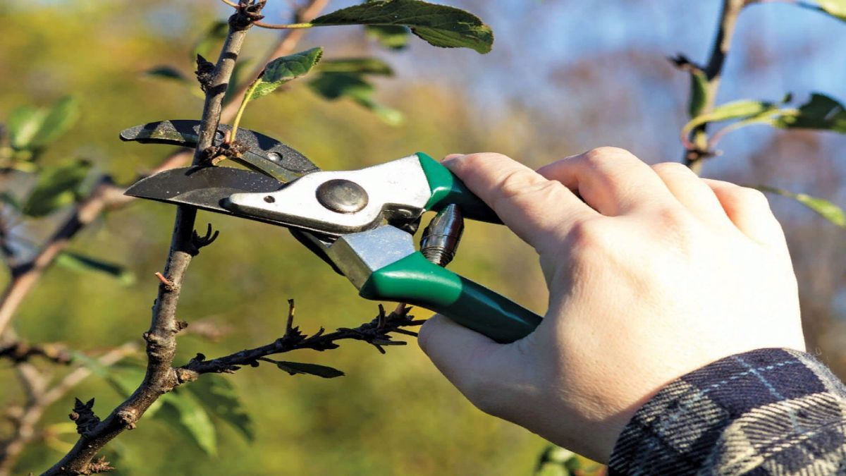 Як правильно обрізати плодові дерева весною 2023 - поради 
