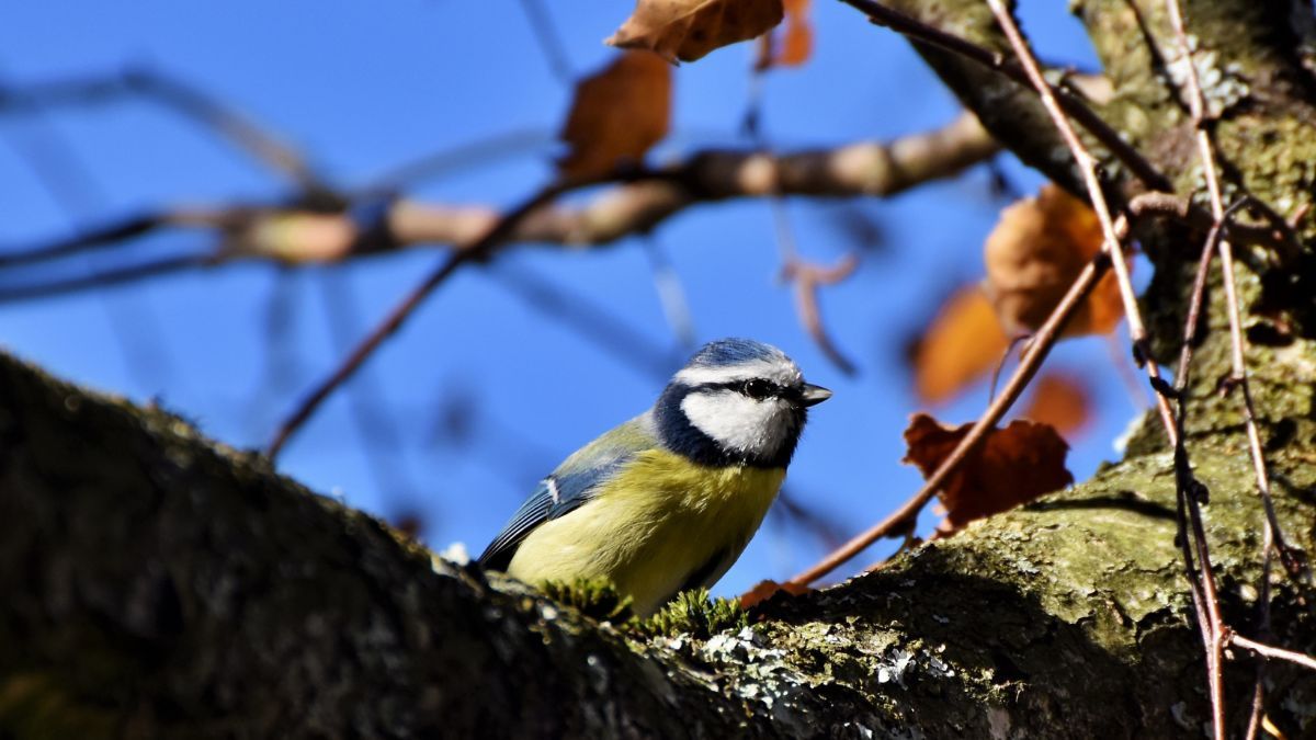 14 березня 2023 – яке сьогодні свято 14 березня 2023 – яке сьогодні свято