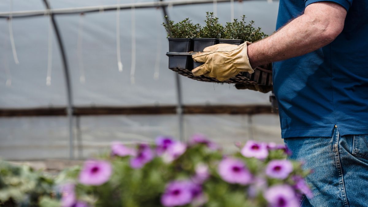 Какие цветы можно сеять на рассаду в марте и когда это делать - советы Какие цветы можно сеять на рассаду в марте и когда это делать - советы