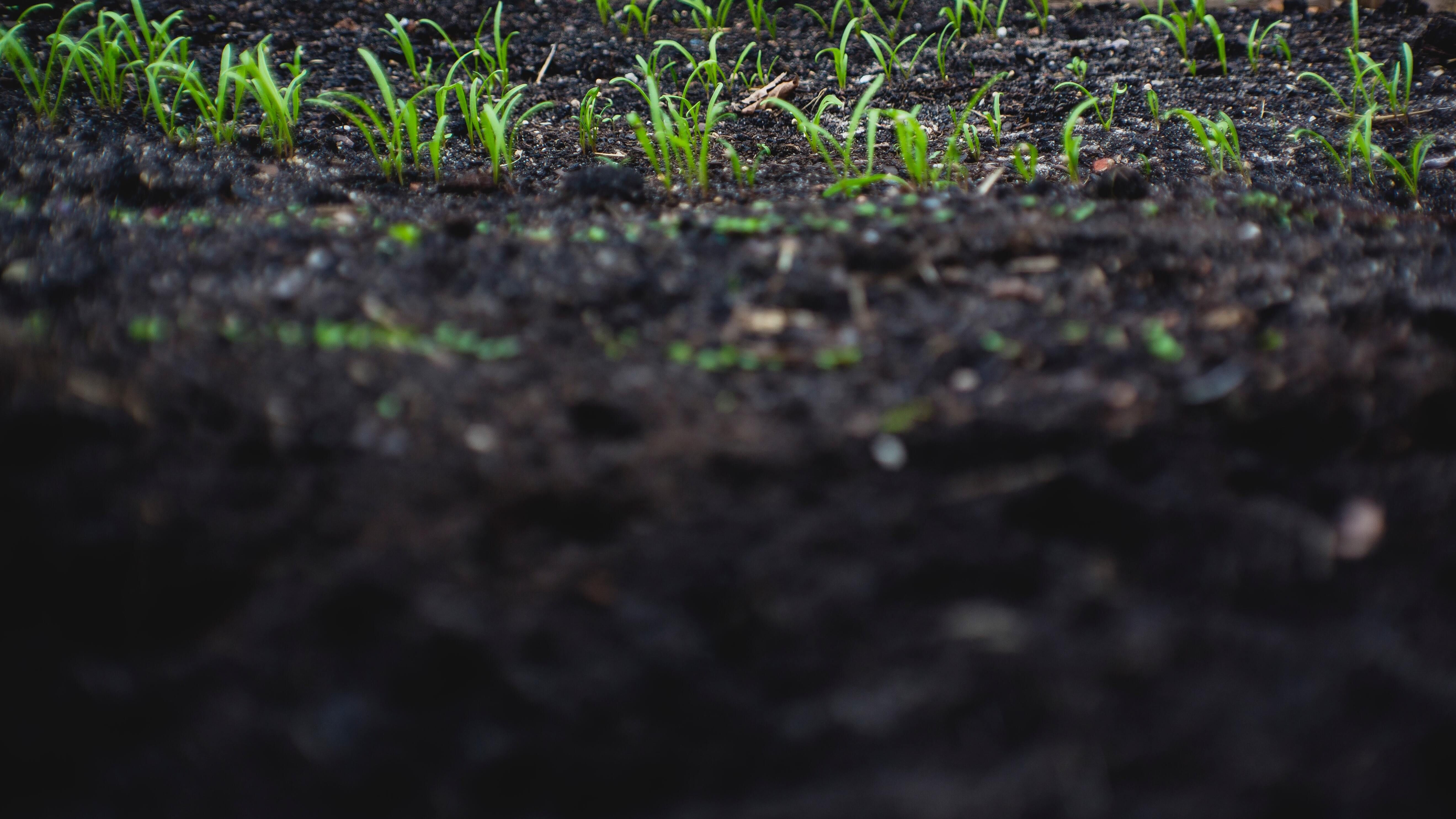 Какие овощи можно сажать в открытый грунт в марте 2023 года - советы для сада Какие овощи можно сажать в открытый грунт в марте 2023 года - советы для сада