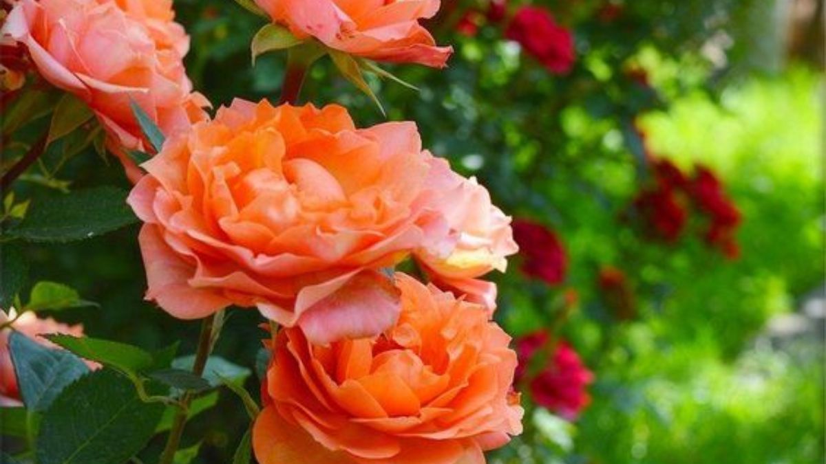 Догляд за трояндами навесні – чим і коли обробляти квіти
