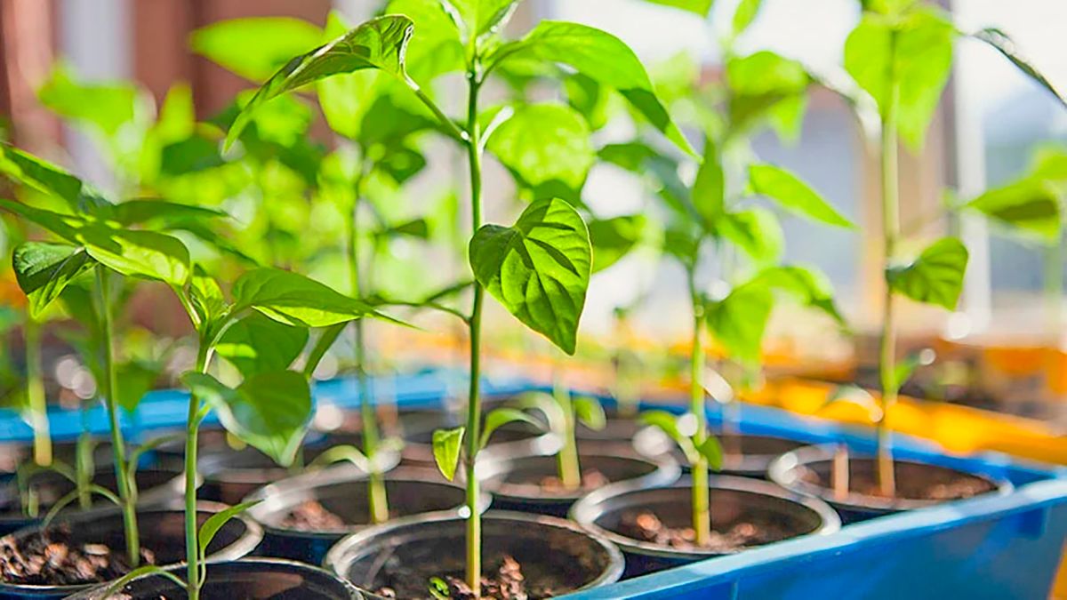 Что делать, если рассада вытянулась – 3 действенных способа спасти ростки Что делать, если рассада вытянулась – 3 действенных способа спасти ростки