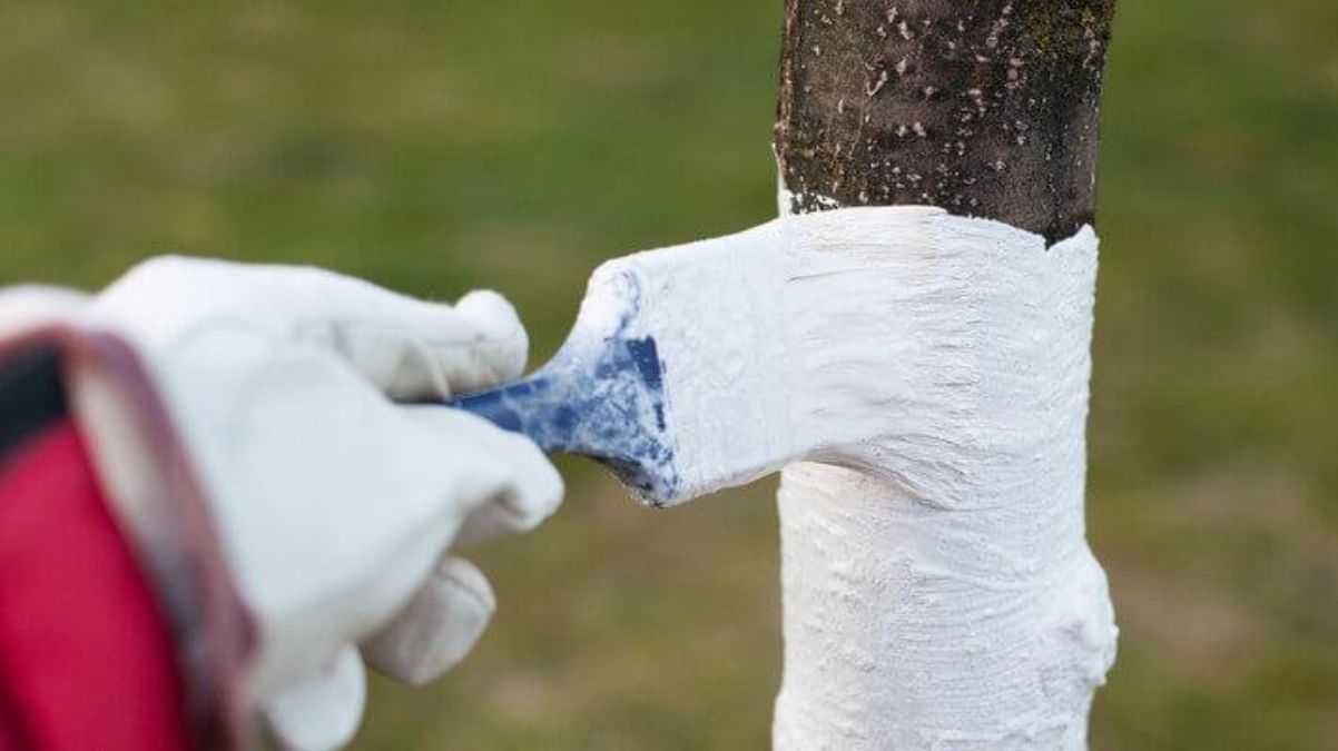 Побелка деревьев весной – когда и как правильно белить