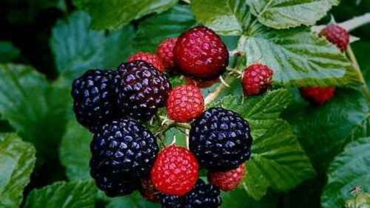 Как обрезать ежевику – почему это важно, как правильно делать Как обрезать ежевику – почему это важно, как правильно делать