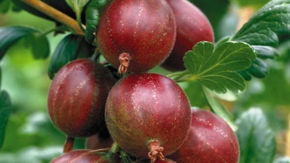 Как обрезать смородину, крыжовник – советы в фото Как обрезать смородину, крыжовник – советы в фото