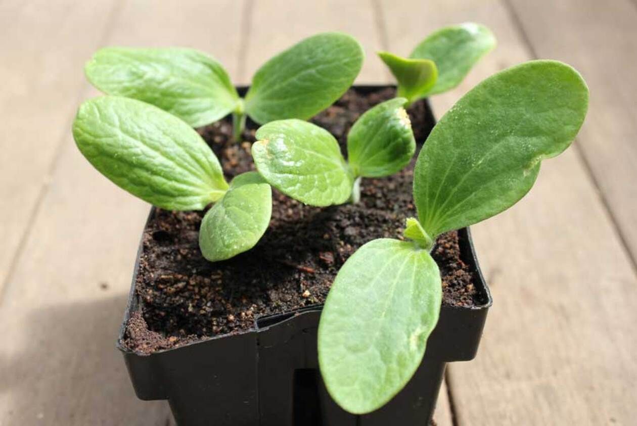 Рассада кабачков – важные советы, как и когда сажать кабачки Рассада кабачков – важные советы, как и когда сажать кабачки