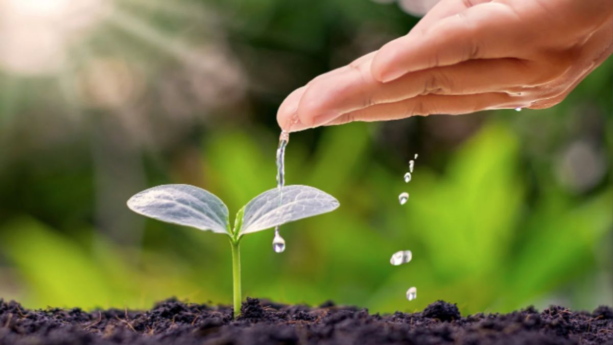 Рассада сохнет, скручивается – советы, как спасти Рассада сохнет, скручивается – советы, как спасти