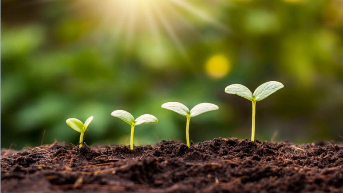 Рассада в открытом грунте – как ухаживать, советы, секреты хозяек Рассада в открытом грунте – как ухаживать, советы, секреты хозяек