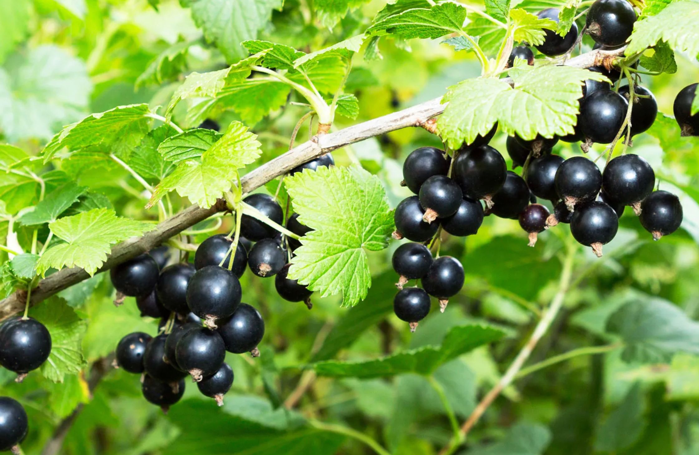 Черная смородина Черная смородина