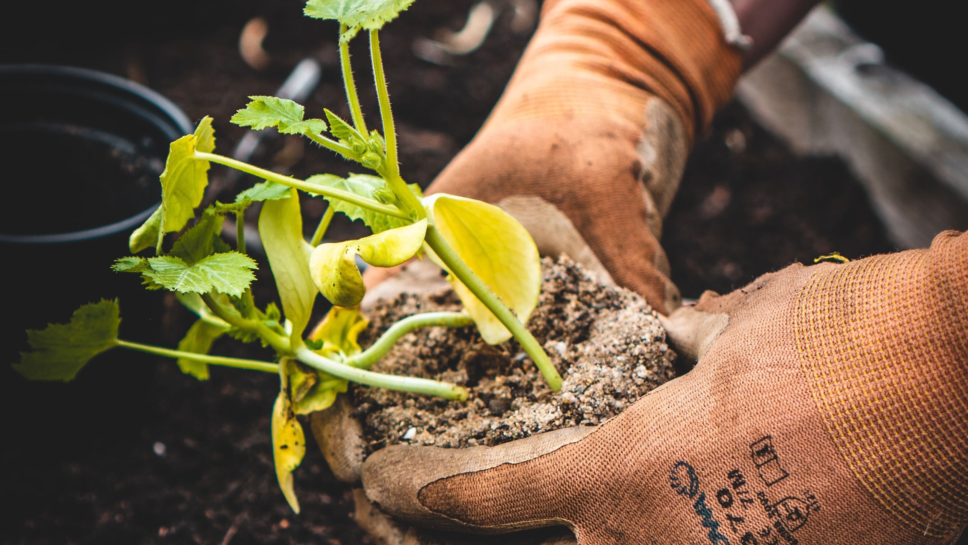 Какие растения нельзя сажать рядом - детали и объяснения. Какие растения нельзя сажать рядом - детали и объяснения.
