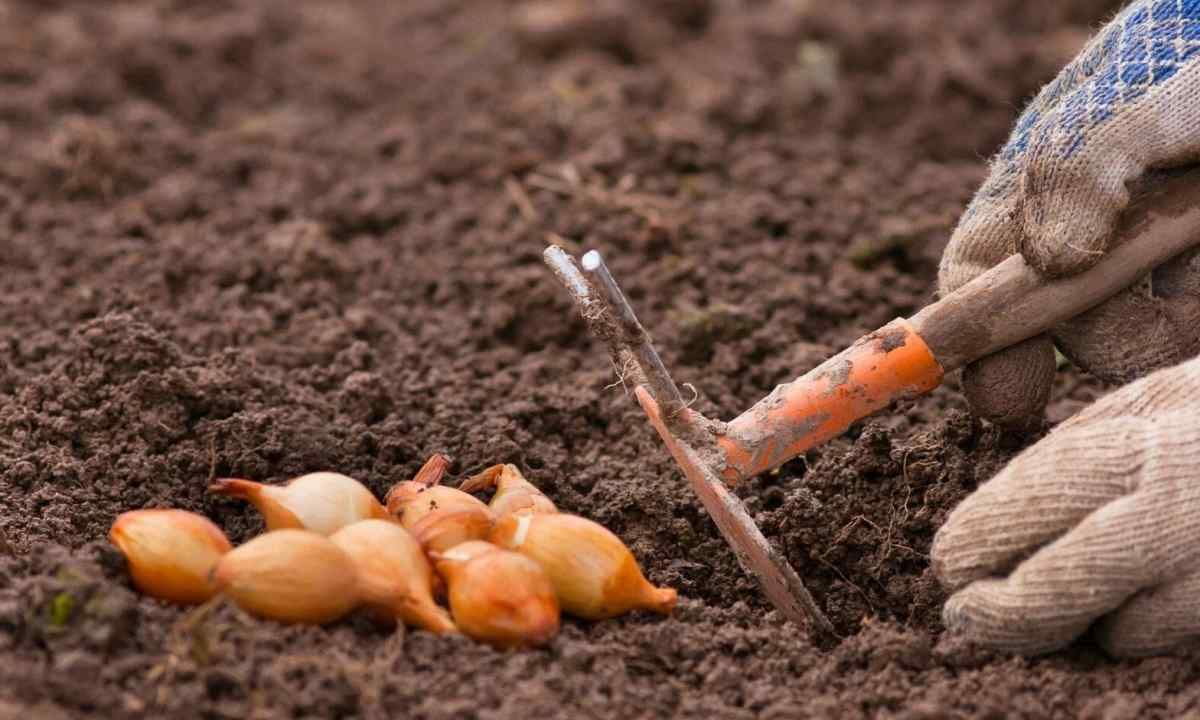 Как обработать лук перед посадкой Как обработать лук перед посадкой