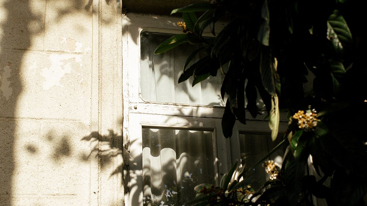 6 дерев, які не можна садити біля будинку – дуб, верба, тополя 6 дерев, які не можна садити біля будинку – дуб, верба, тополя