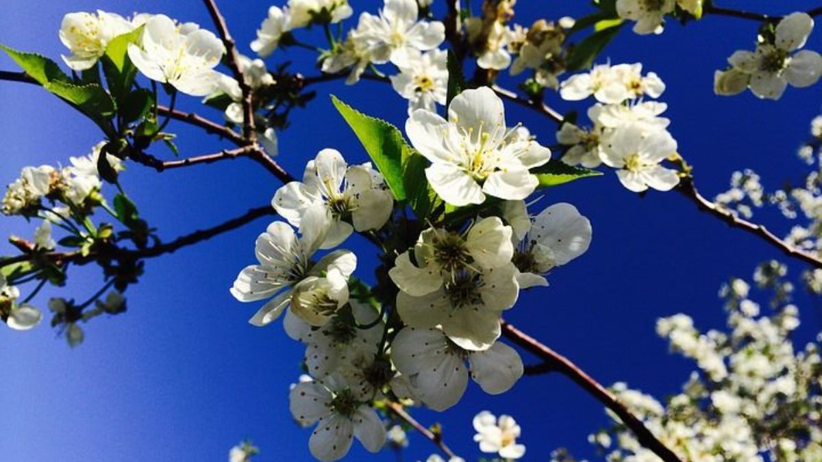 Сколько будут отдыхать украинцы во втором месяце весны Сколько будут отдыхать украинцы во втором месяце весны