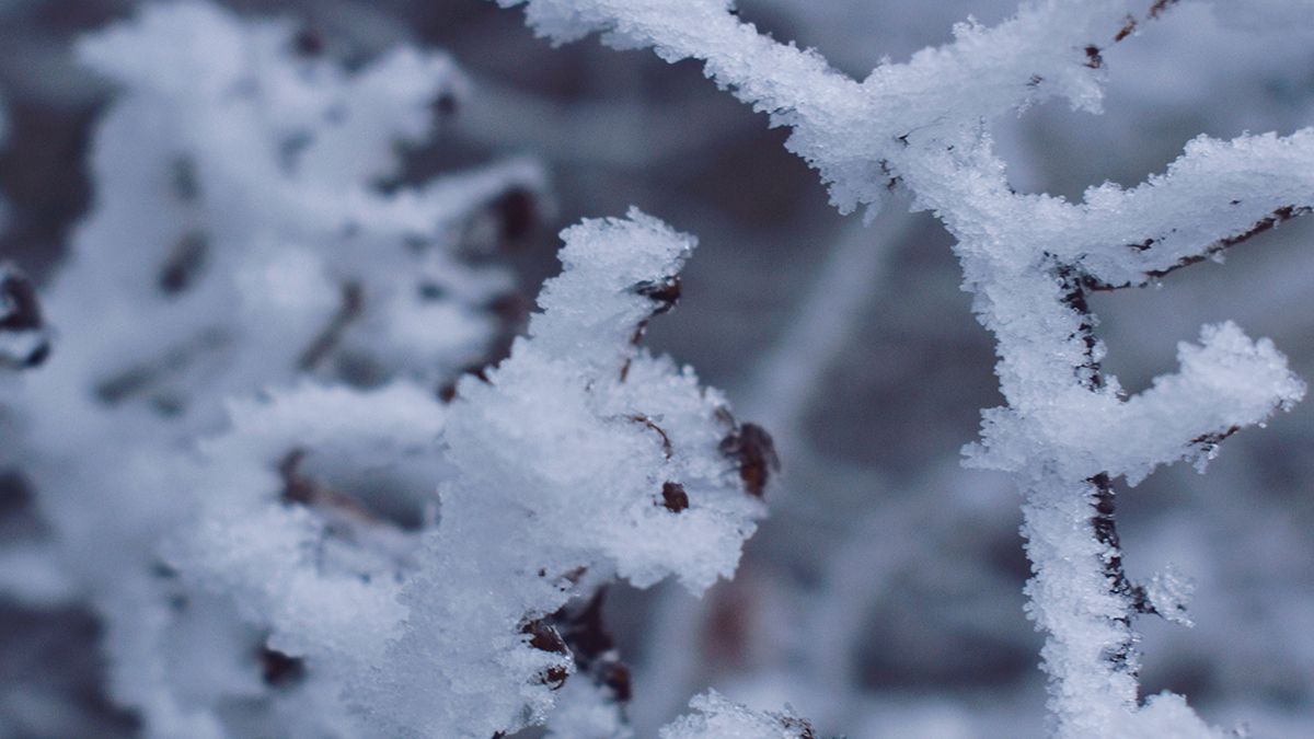 Що робити з плодовими деревами, якщо навесні випав сніг Що робити з плодовими деревами, якщо навесні випав сніг