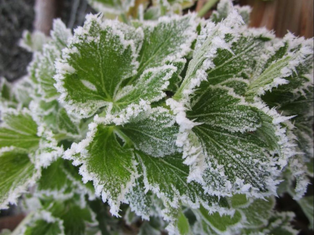 Заморозки весной – как защитить огород Lifestyle 24 Заморозки весной – как защитить огород Lifestyle 24