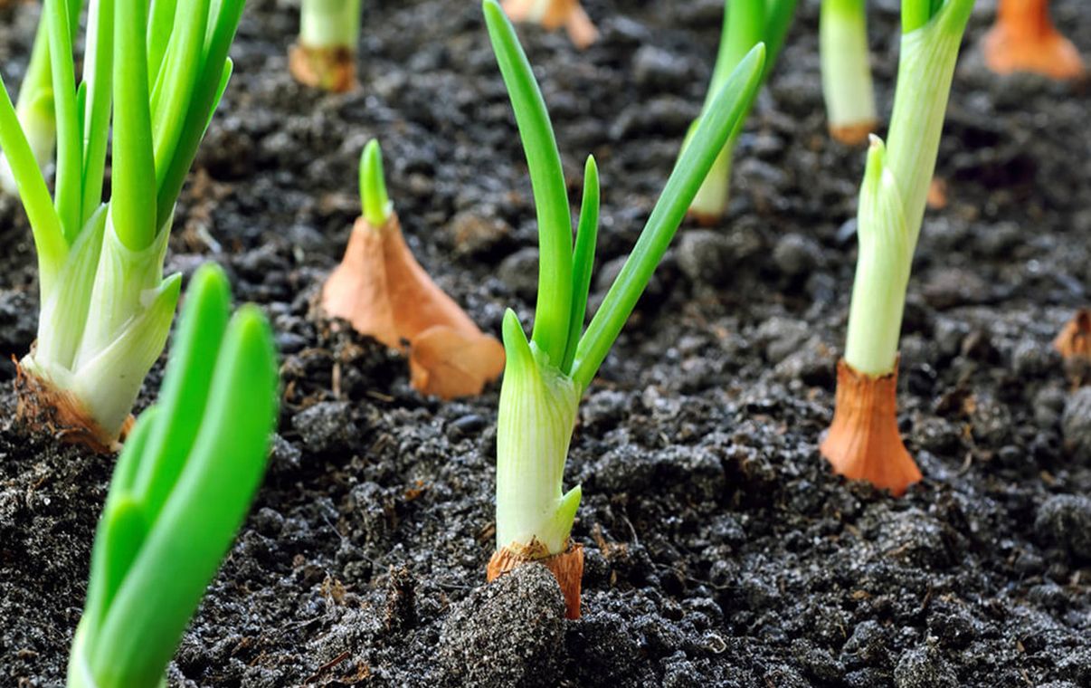 Сажение лука Сажение лука