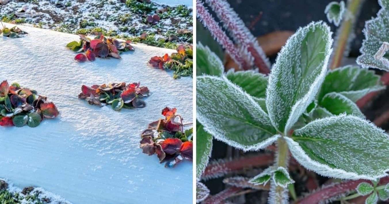 Сніг весною – 5 порад, як правильно доглядати за полуницею навесні Сніг весною – 5 порад, як правильно доглядати за полуницею навесні