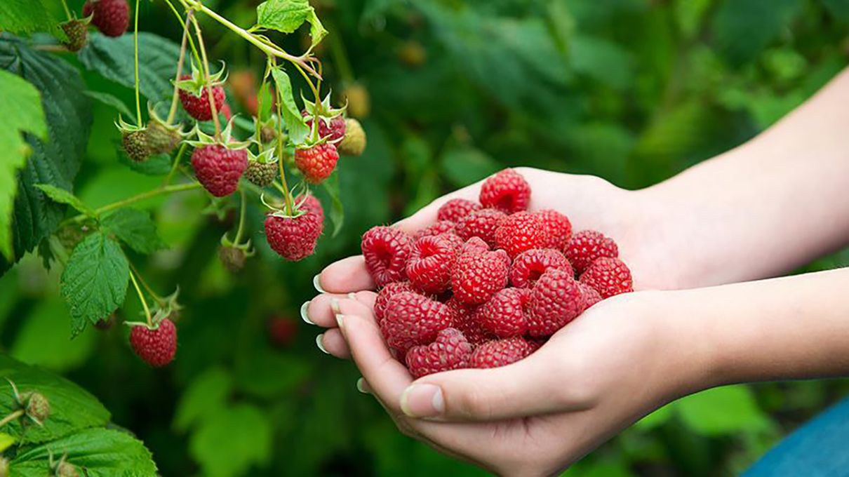Цінні поради для отримання великого врожаю малини Цінні поради для отримання великого врожаю малини