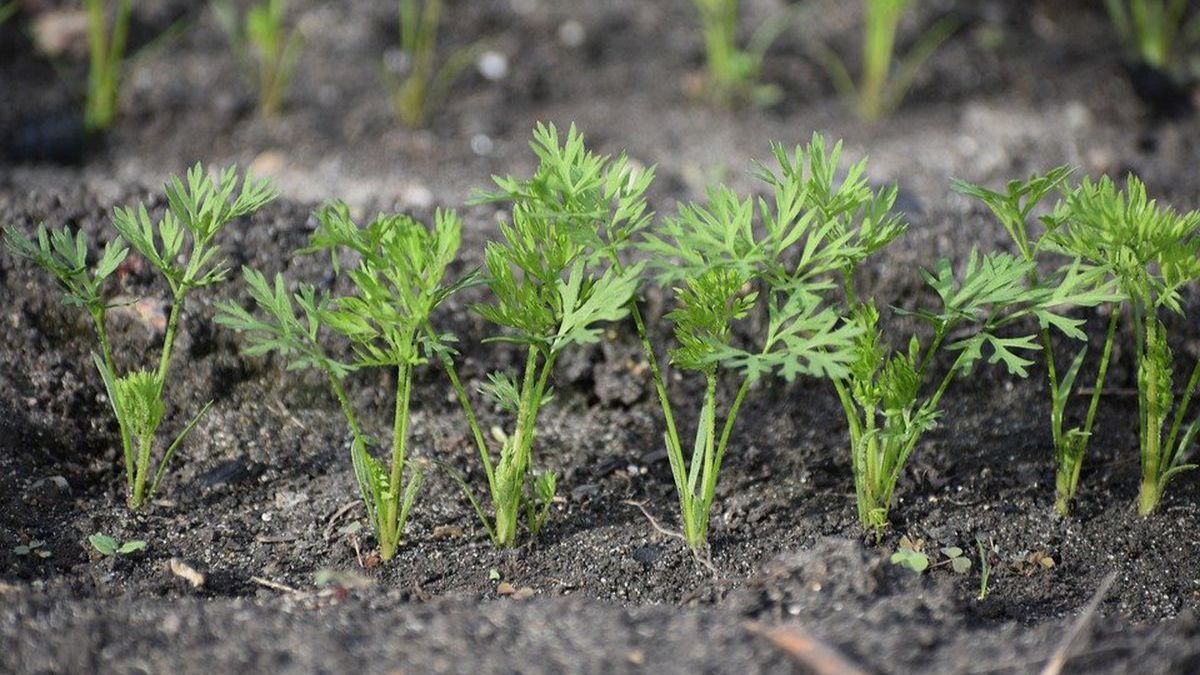 Розсада моркви – коли і як правильно садити весною