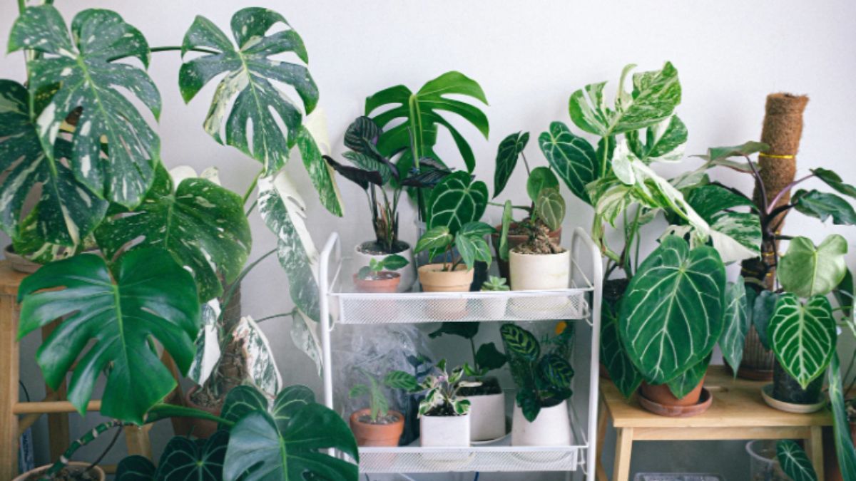 Чем вытирать листья вазонов – советы для дома Чем вытирать листья вазонов – советы для дома