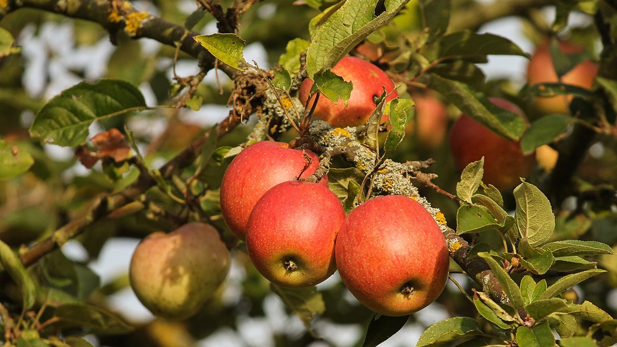 Як правильно удобрювати яблуню
