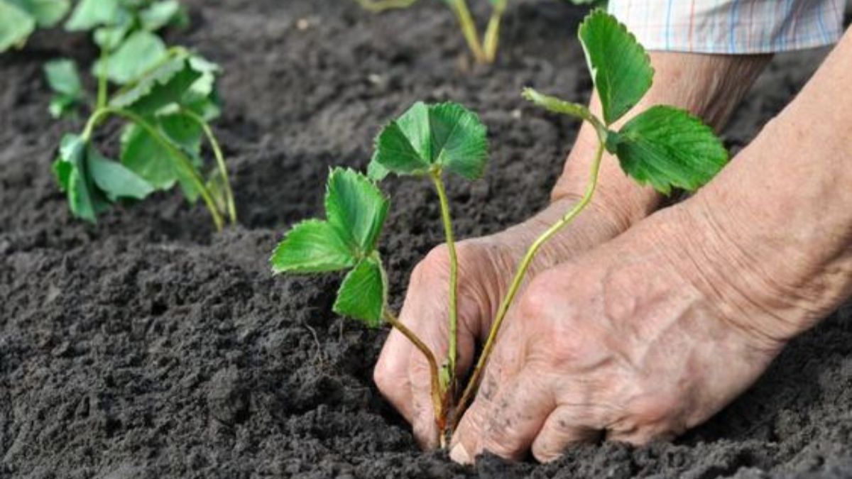 Що не можна садити в квітні Що не можна садити в квітні
