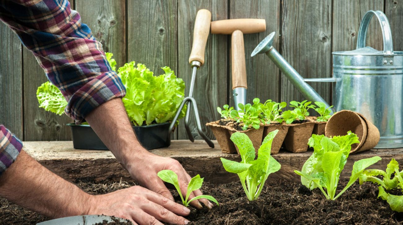 Що садити в квітні Що садити в квітні