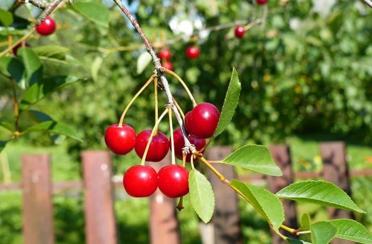 Чем подкормить вишню Чем подкормить вишню